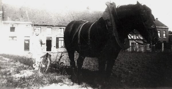 Cheval de trait – Image 2