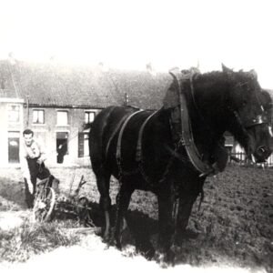 Cheval de trait