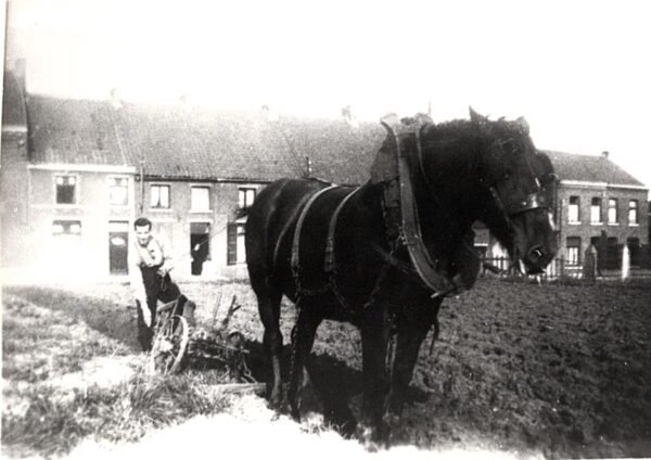 Cheval de trait